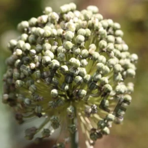 Papier mat 130 grammes